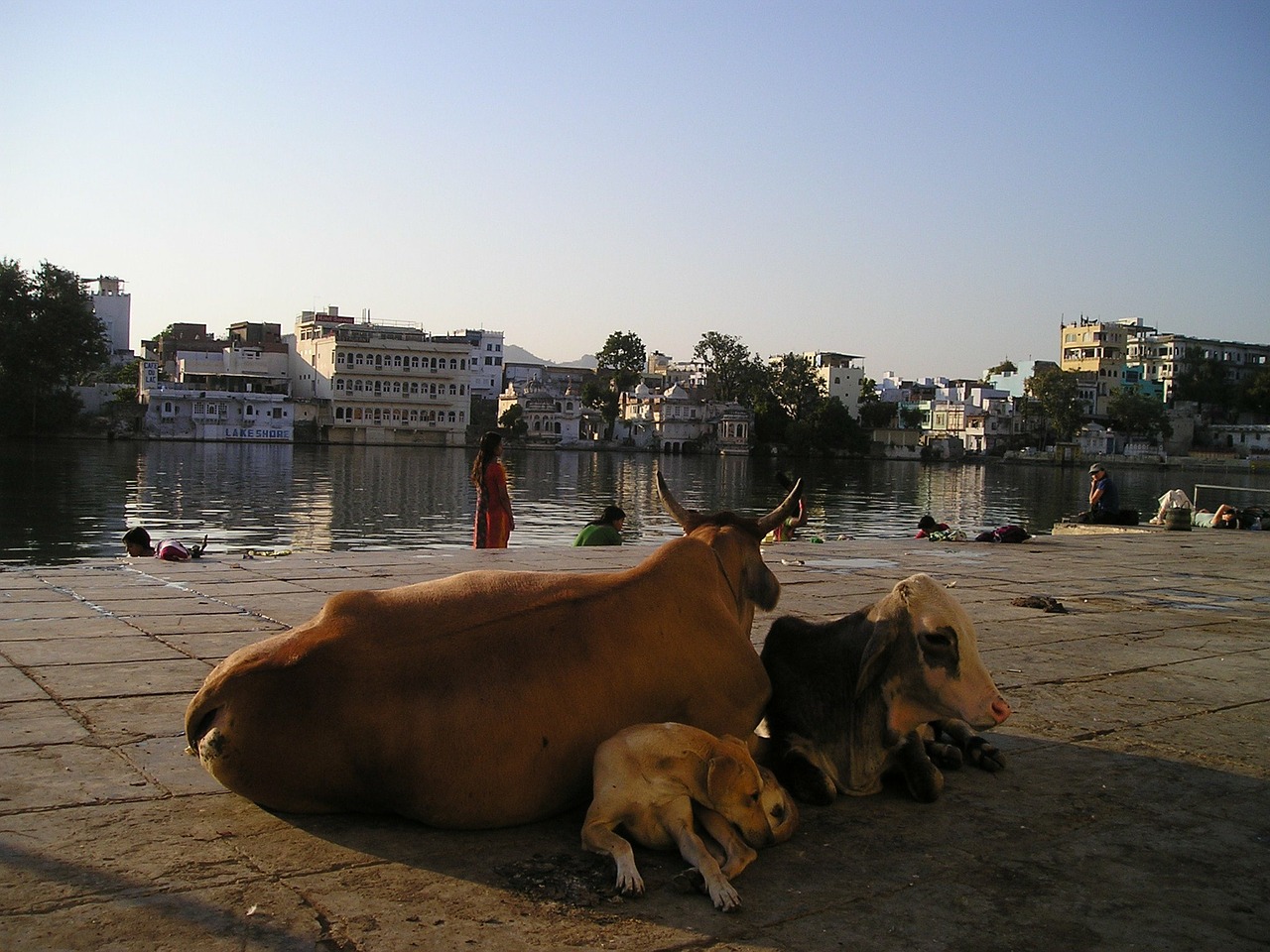 india, cow, dog