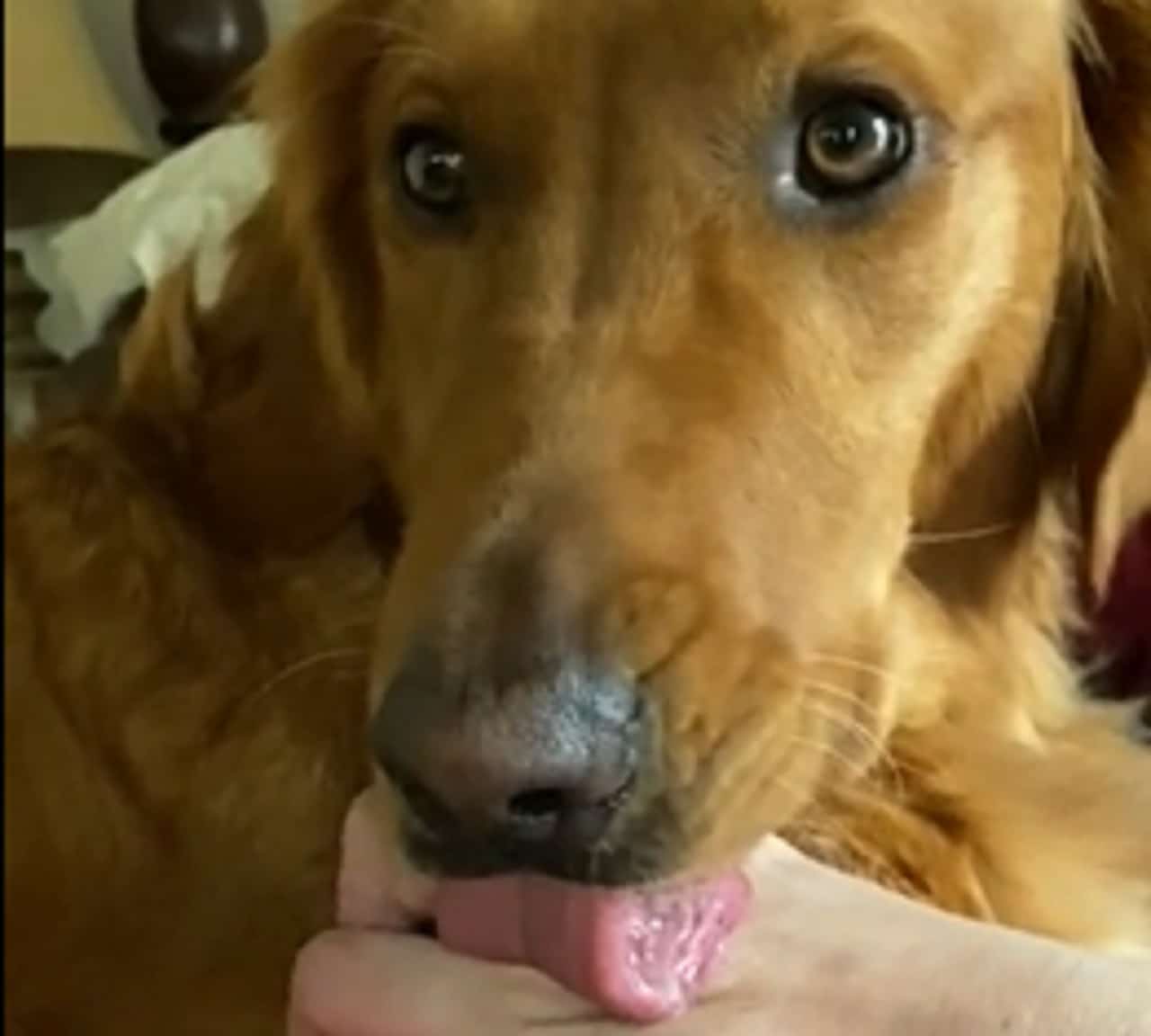 Amusing Dog Comically Stops Mid Lick While Watching TV - Whatsup Doggy Dog